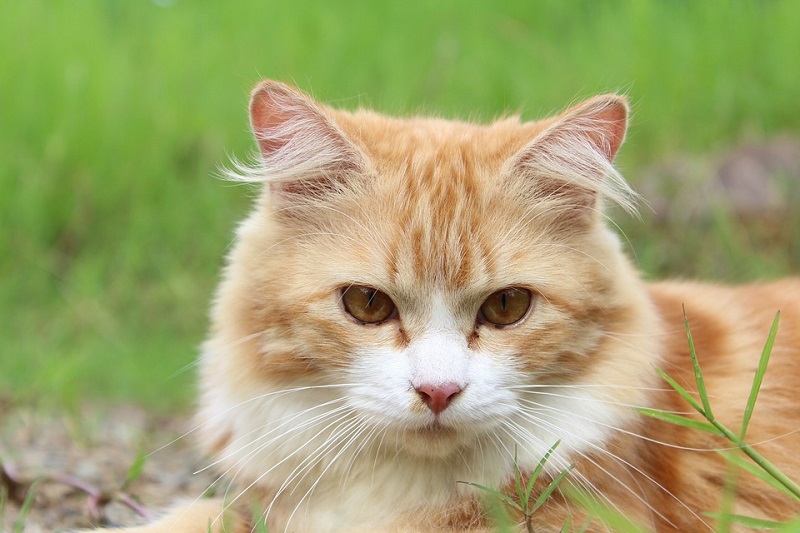 Quando il gatto è in calore le cose da sapere DeAbyDay
